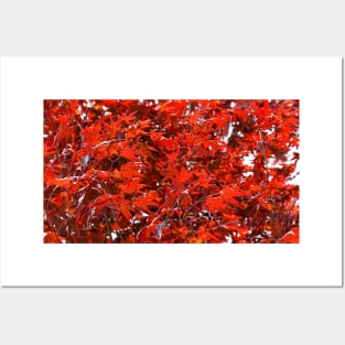 Japanese Maple Tree Posters and Art